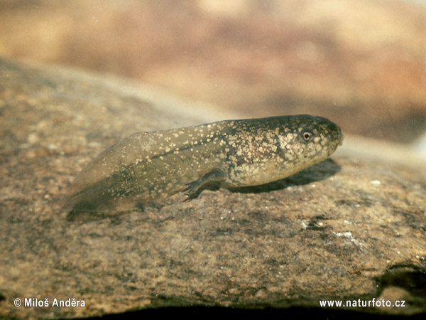 Hrabavka škvrnitá (Pelobates fuscus)